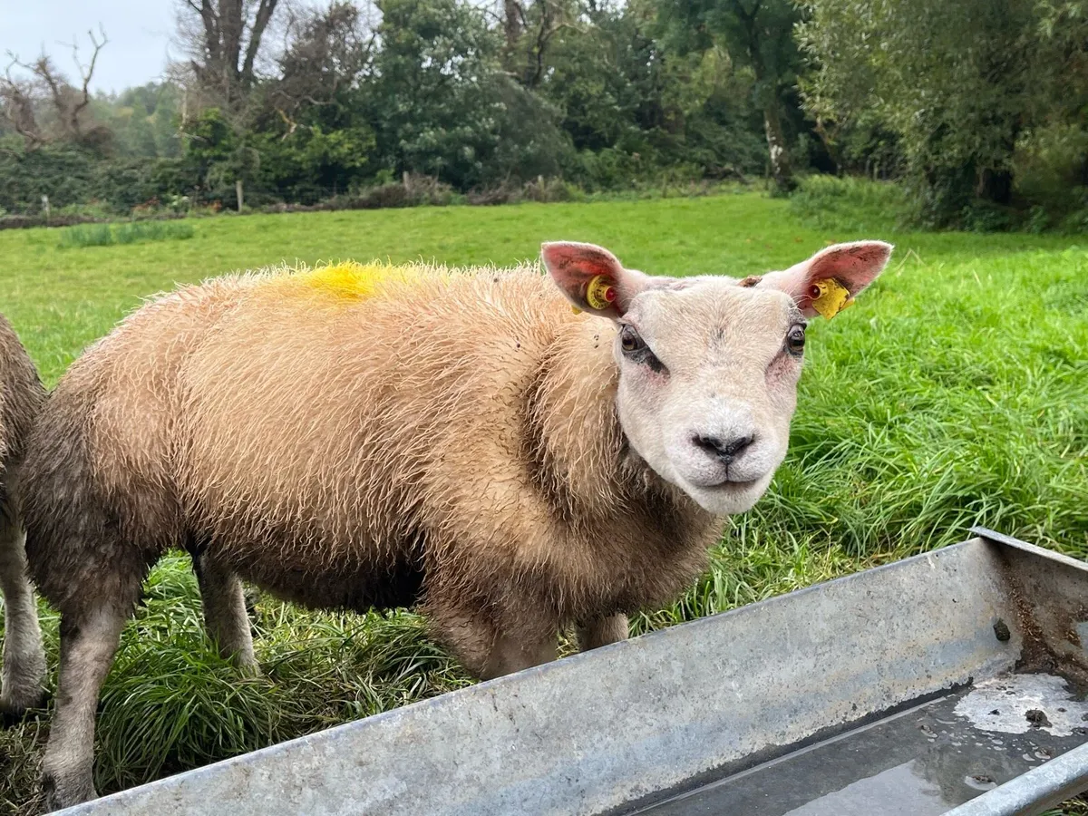 Beltex hogget rams - Image 2