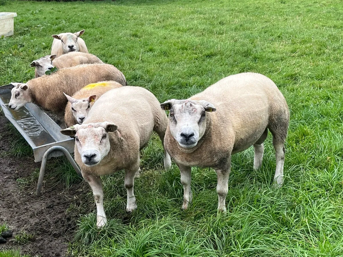 Beltex hogget rams - Image 3