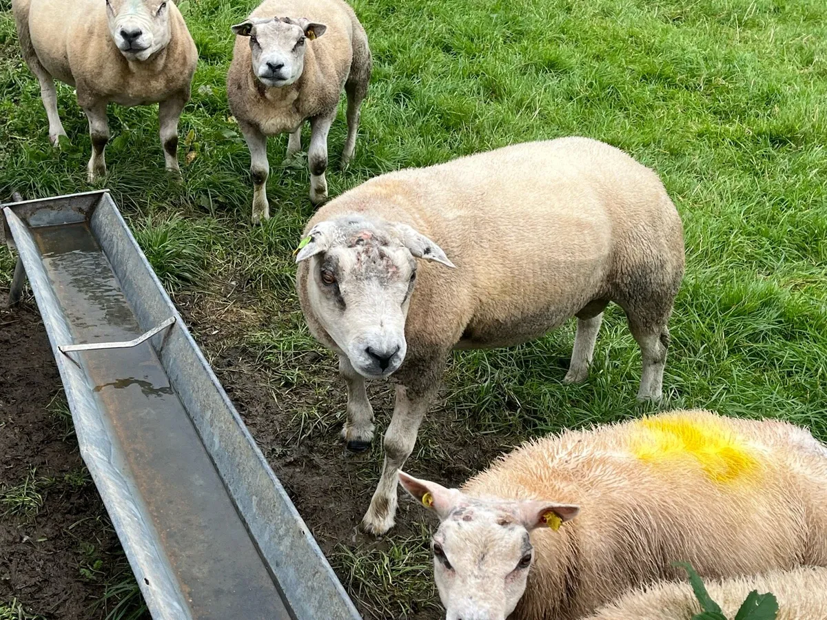 Beltex hogget rams - Image 4