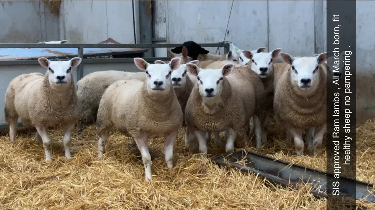 **SIS Ram Lambs ** - Image 1