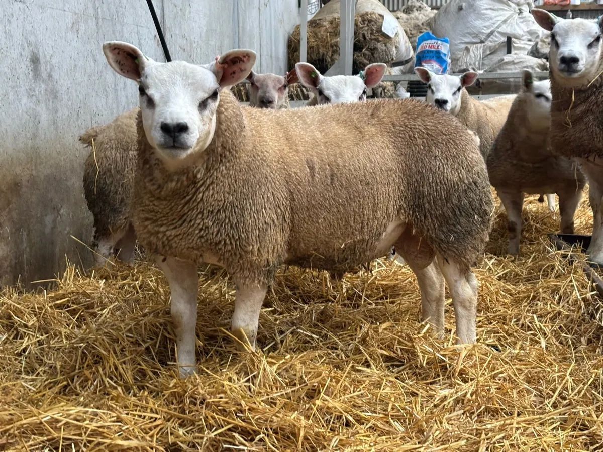 **SIS Ram Lambs ** - Image 2