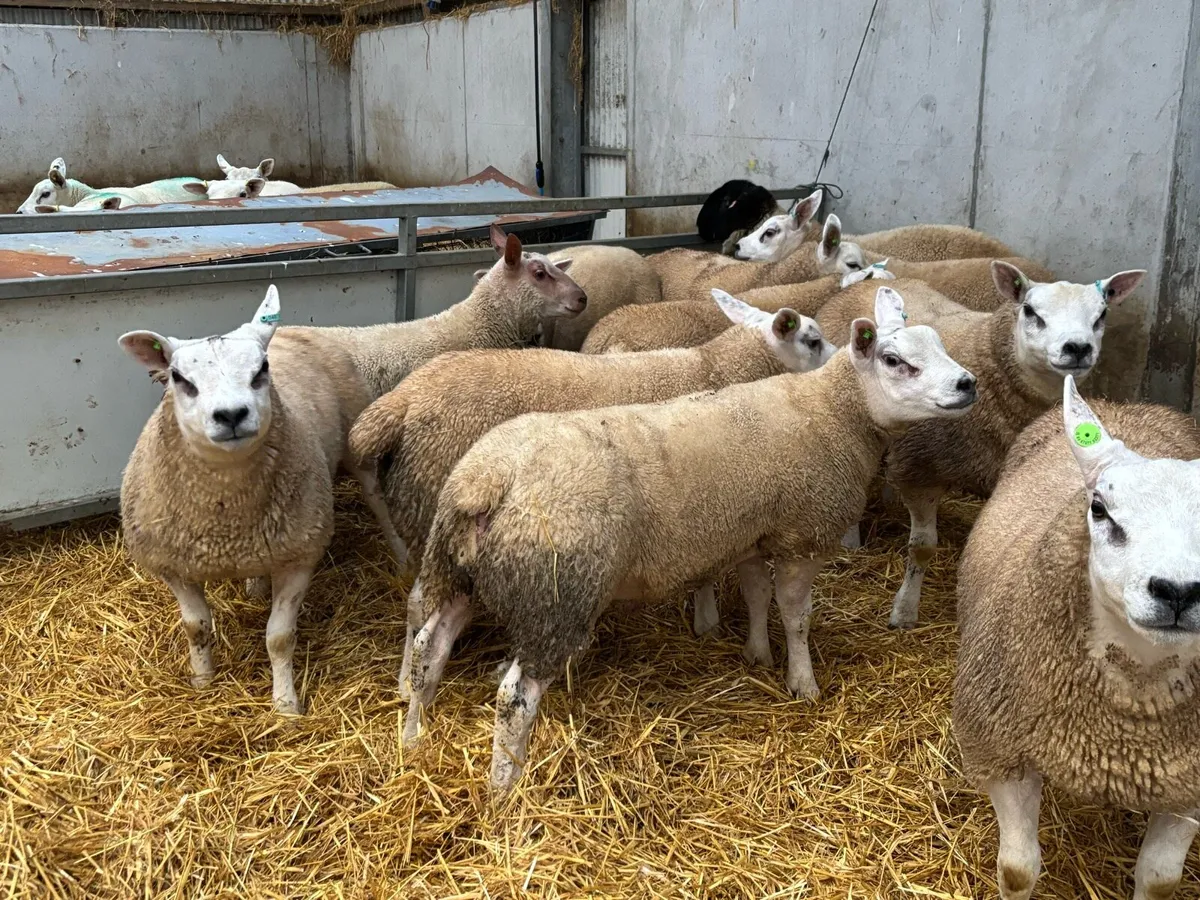 **SIS Ram Lambs ** - Image 3