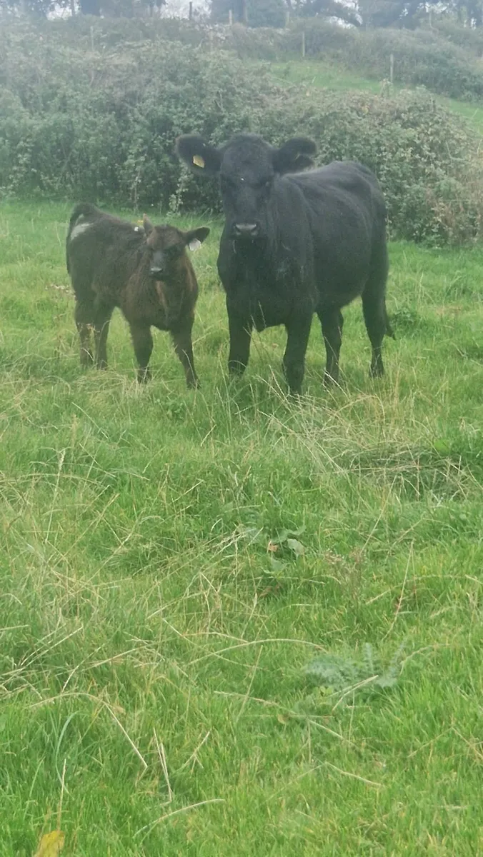 Heifer and calf - Image 2