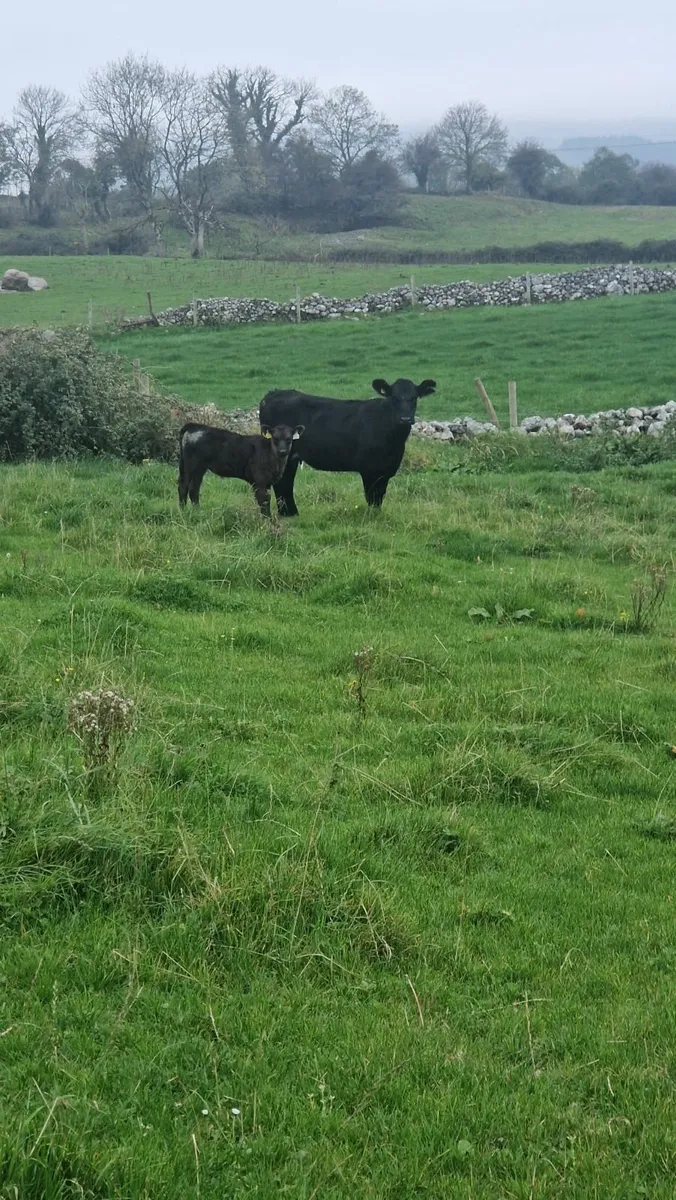 Heifer and calf - Image 1
