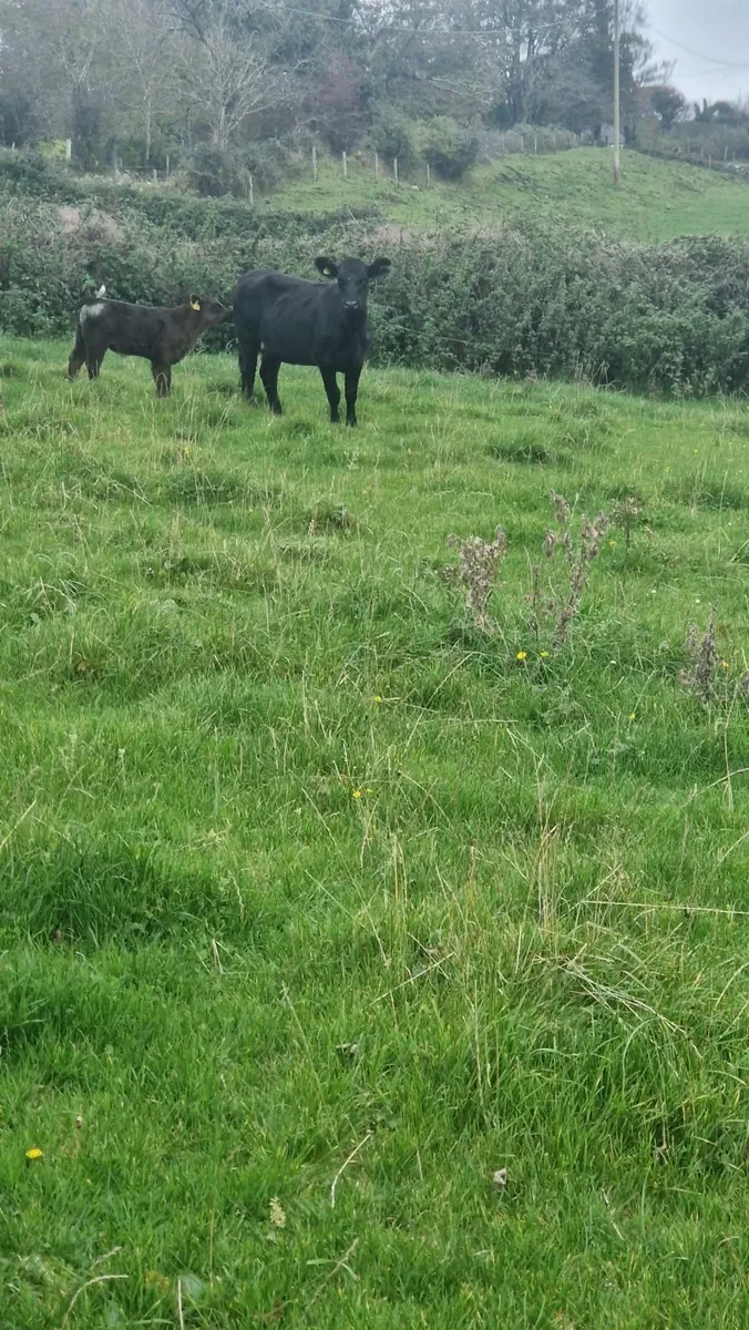 Heifer and calf - Image 3