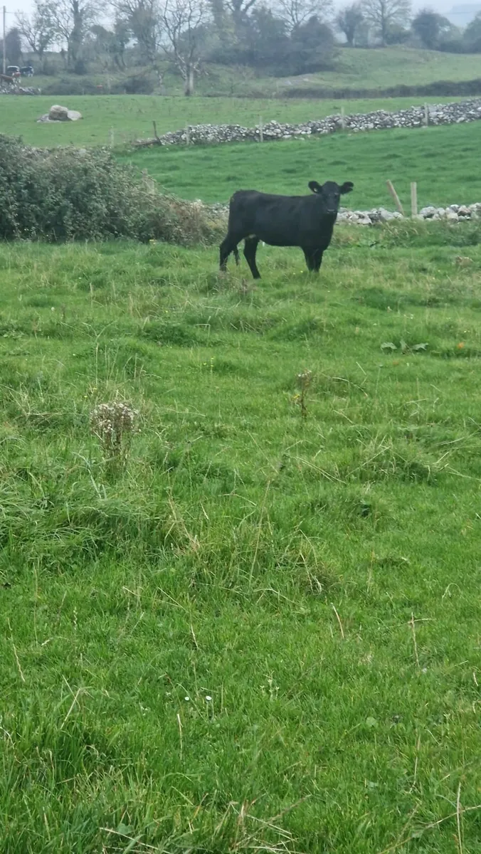 Heifer and calf - Image 4