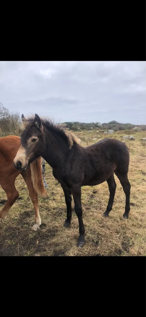Connemara Dun Colt Foal - Image 1