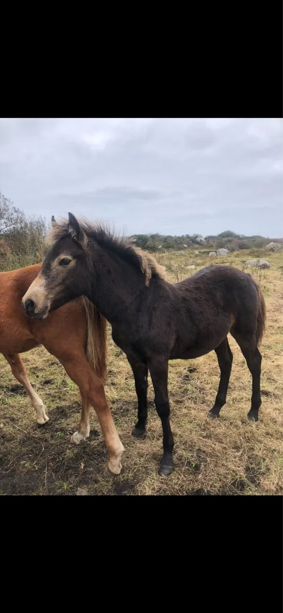 Connemara Dun Colt Foal - Image 3