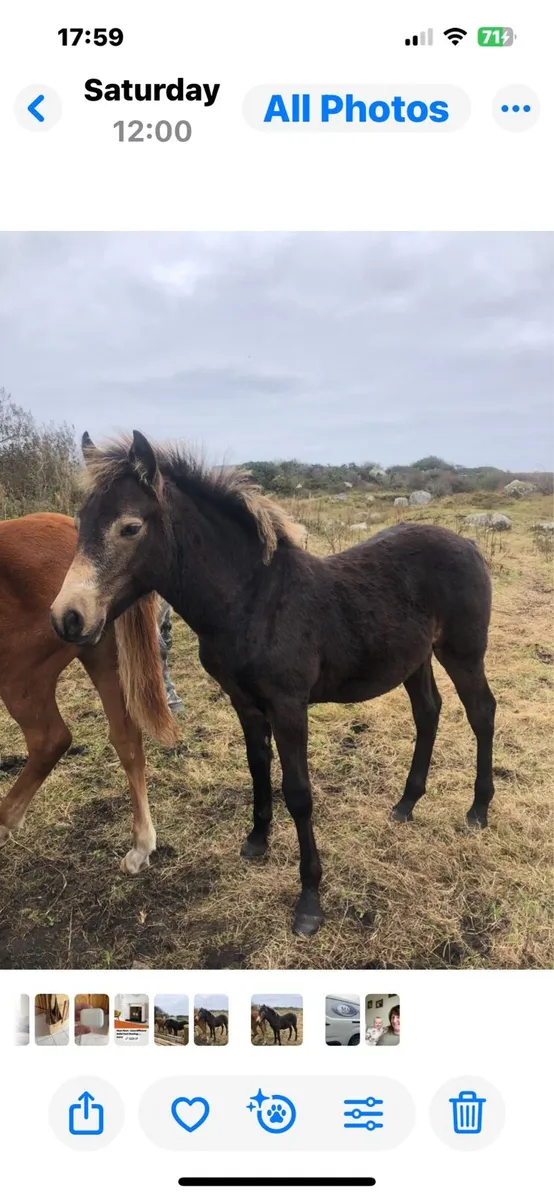 Connemara Dun Colt Foal - Image 4