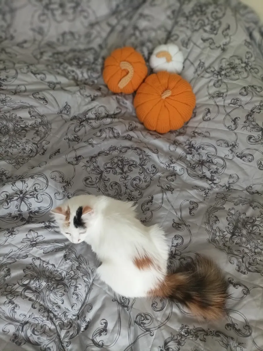 VAN///Turkish Van kittens - Image 2