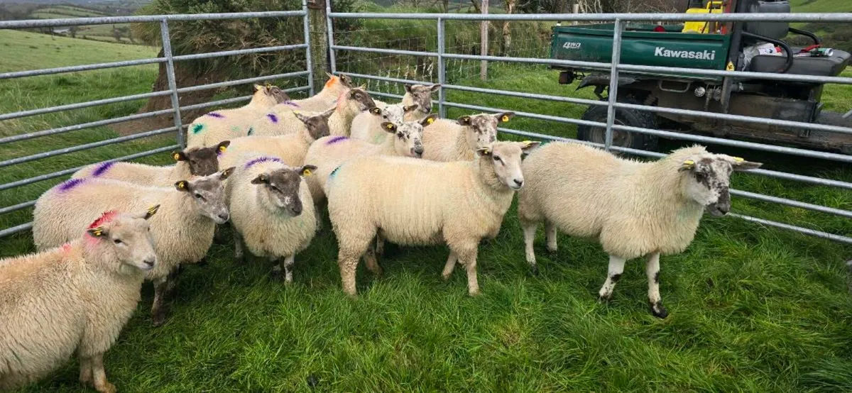 Ewe Lambs - Image 1