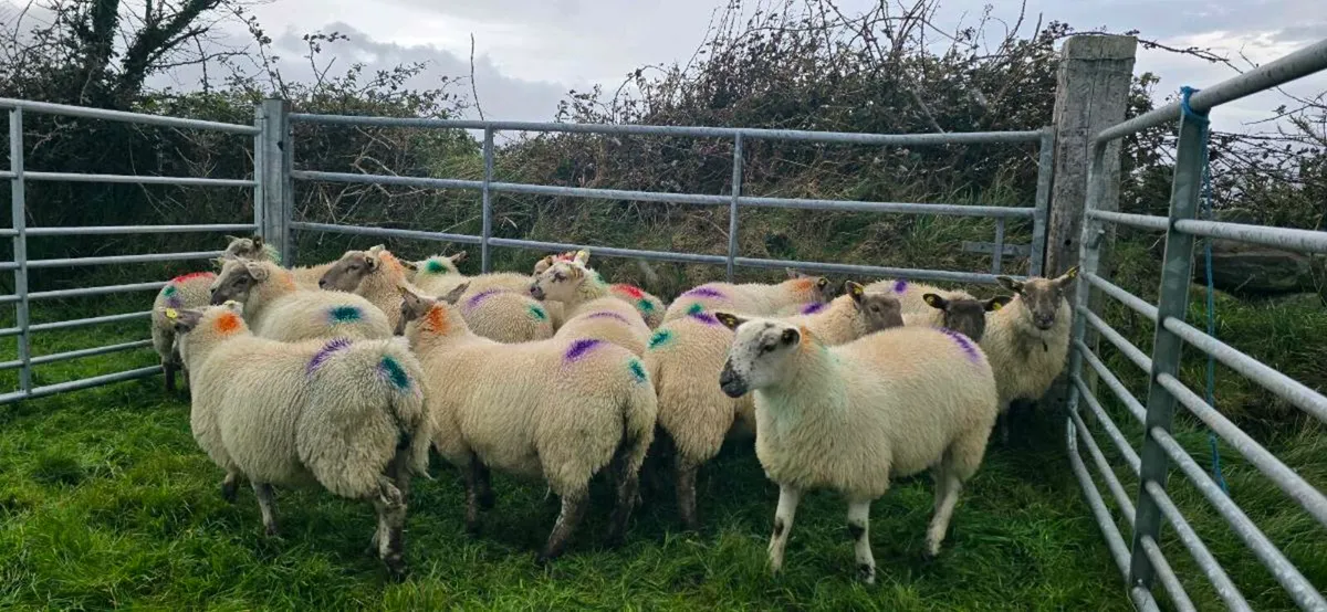 Ewe Lambs - Image 2