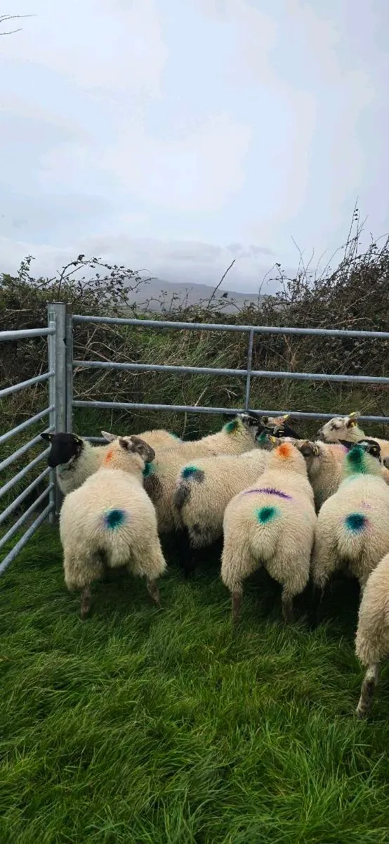 Ewe Lambs - Image 3