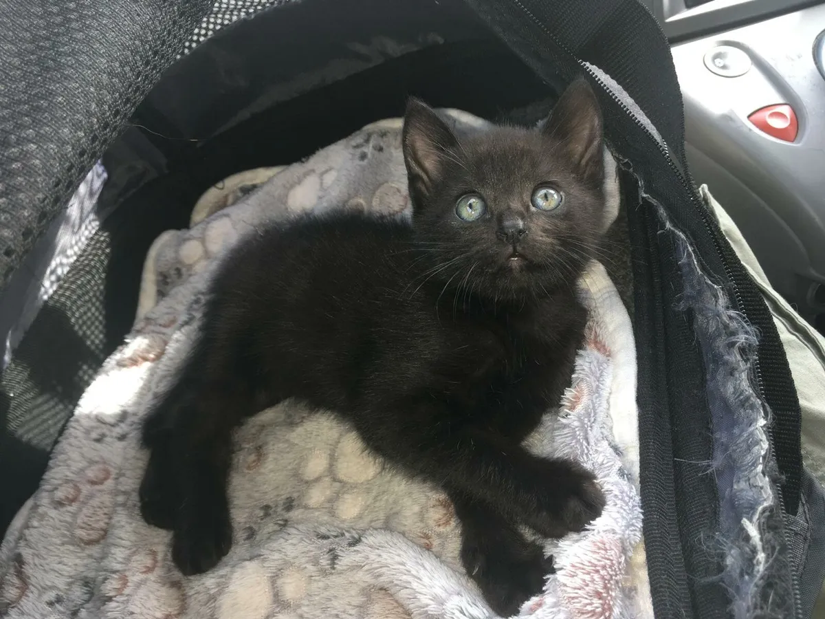 Friendly Kitten - Image 1