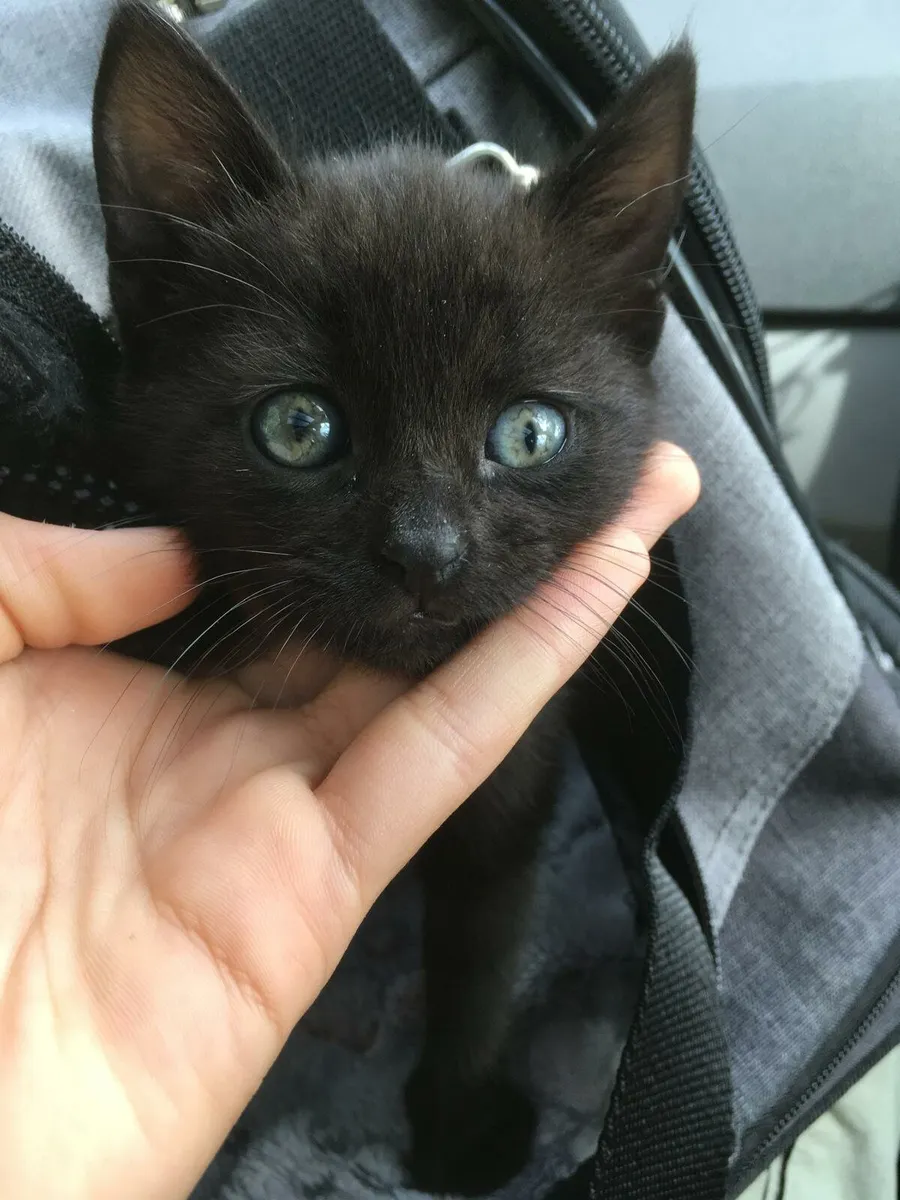 Friendly Kitten - Image 2