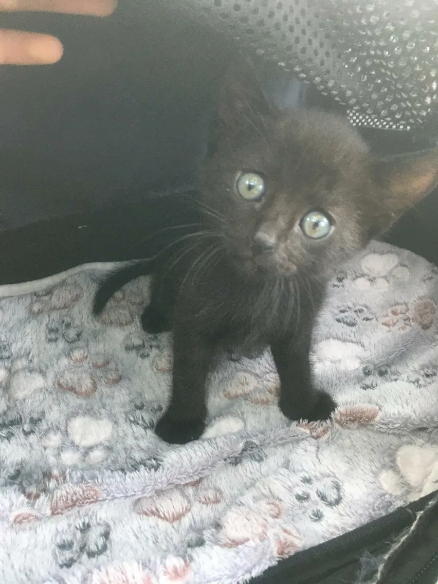 Friendly Kitten - Image 3