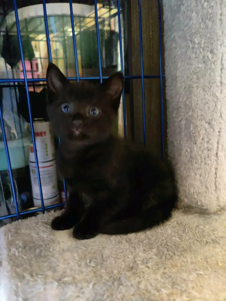 Friendly Kitten - Image 4