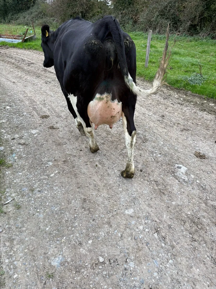 Freshly calved dairy heifer - Image 3