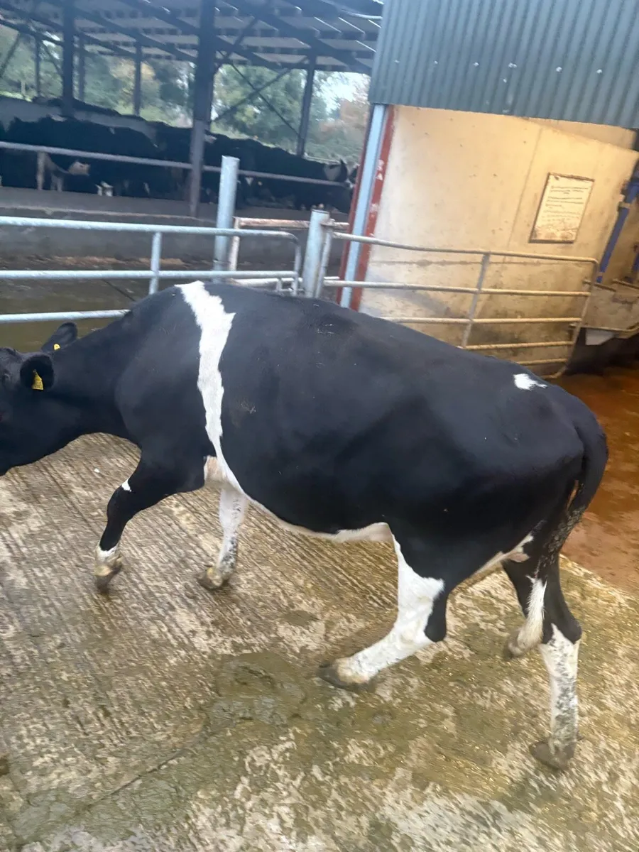 Freshly calved dairy heifer - Image 4