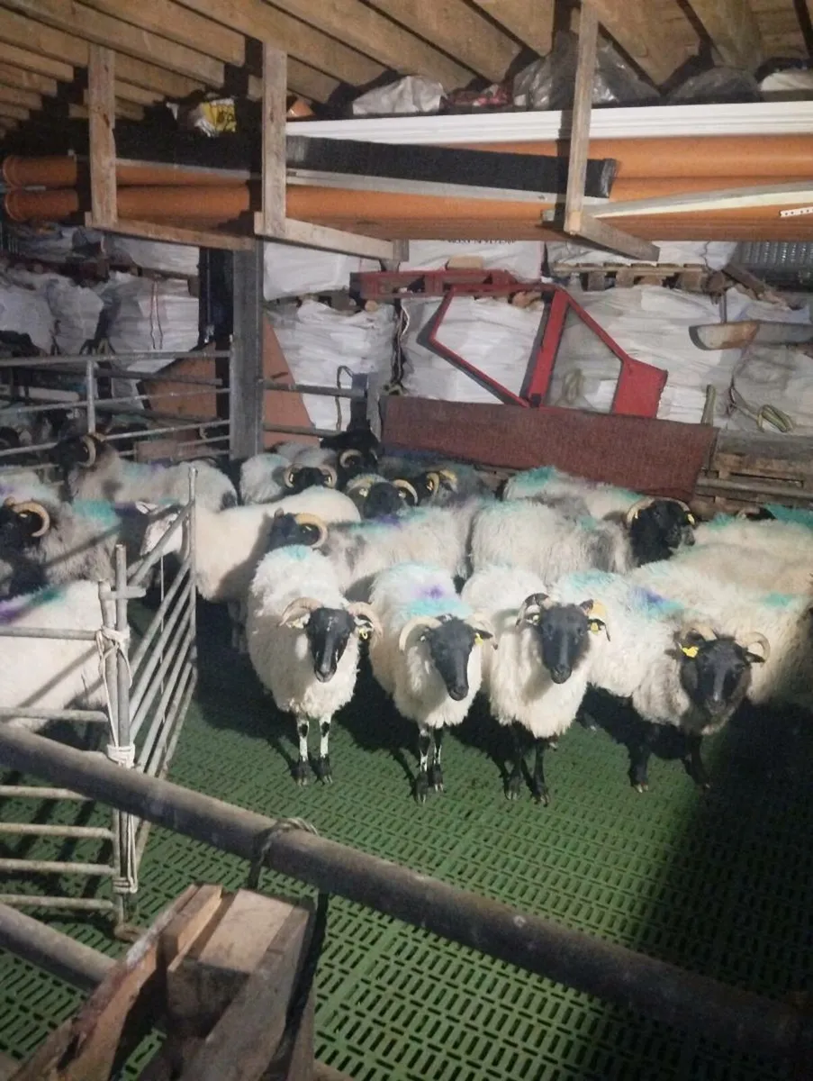 Mayo mountain ewes - Image 1