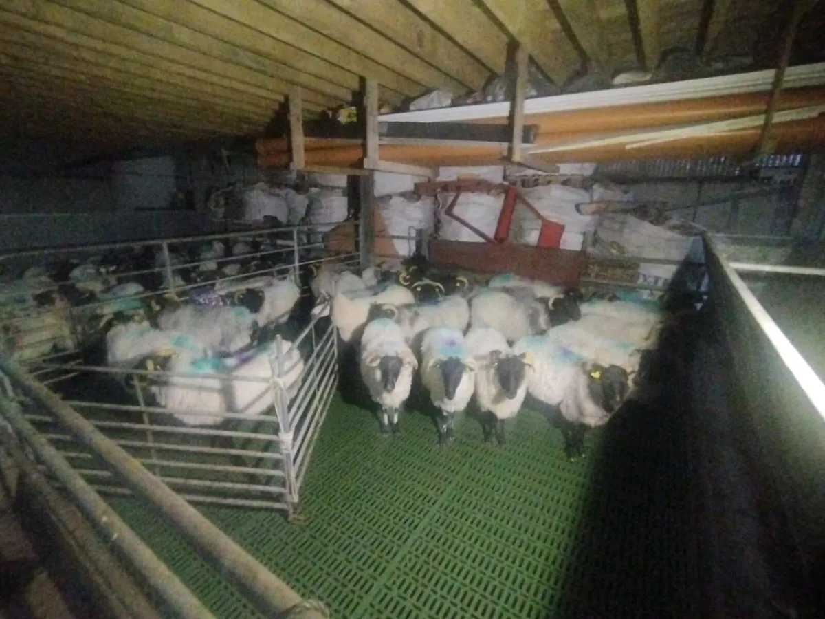 Mayo mountain ewes - Image 2