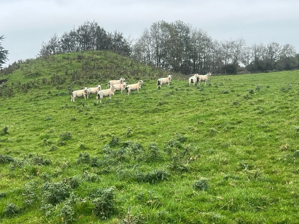 Charlollais texel x all clean lambs - Image 1