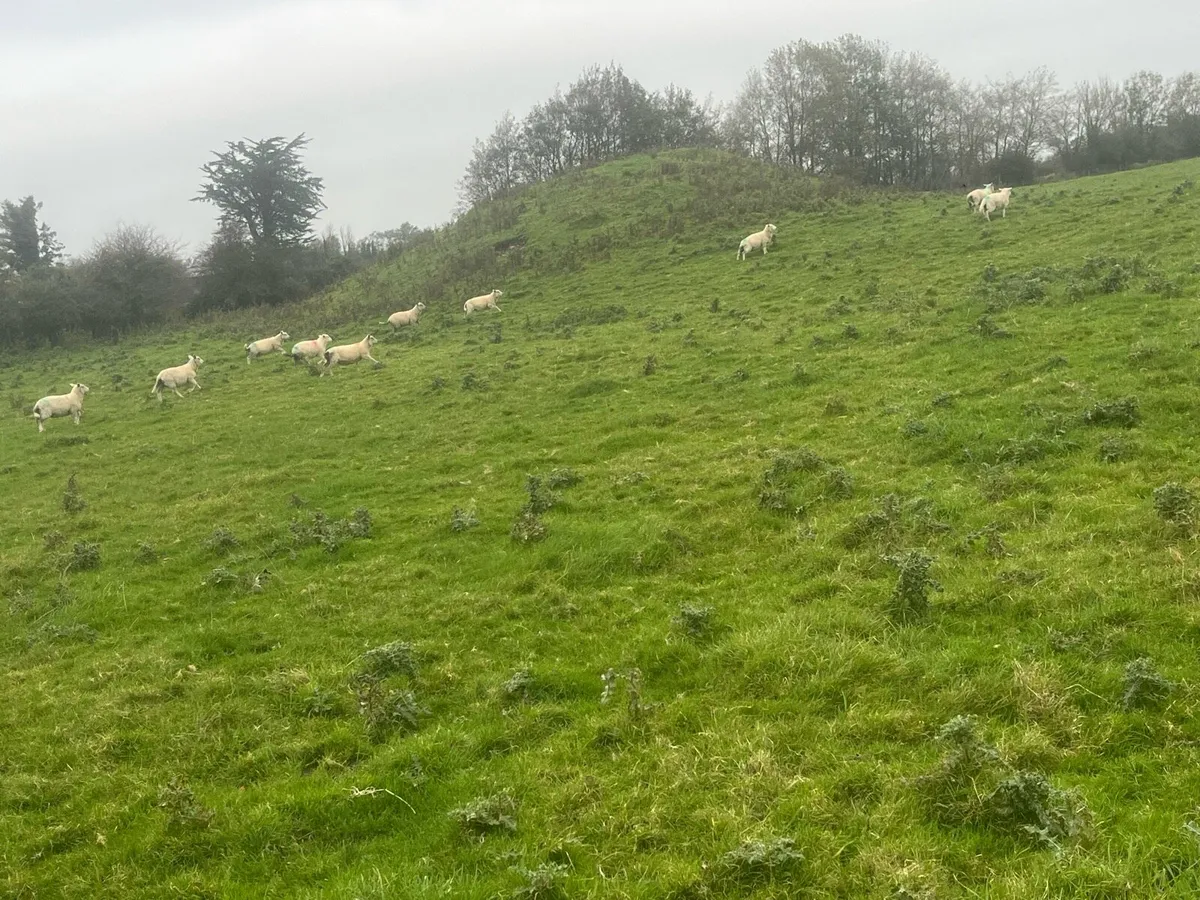 Charlollais texel x all clean lambs - Image 2