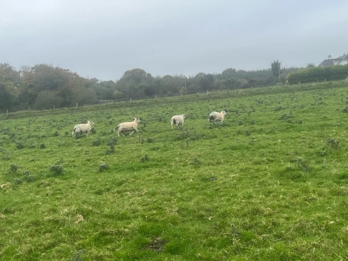 Charlollais texel x all clean lambs - Image 3