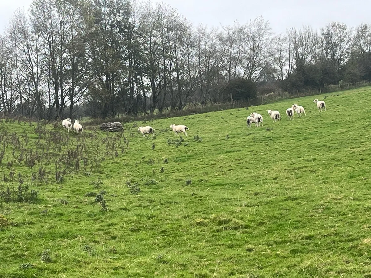 Charlollais texel x all clean lambs - Image 4