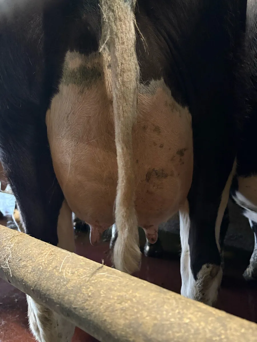 Freshly calved dairy heifer - Image 2