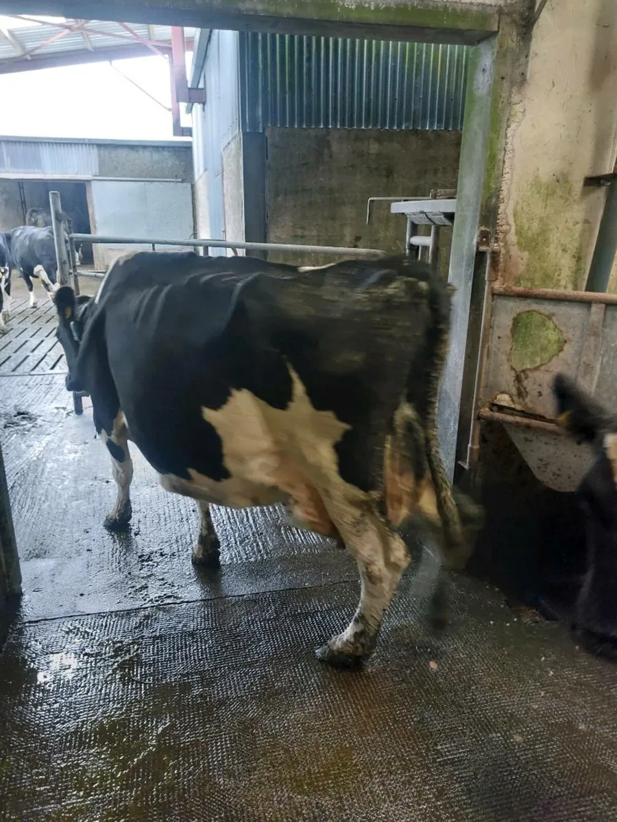Empty milking cows - Image 2
