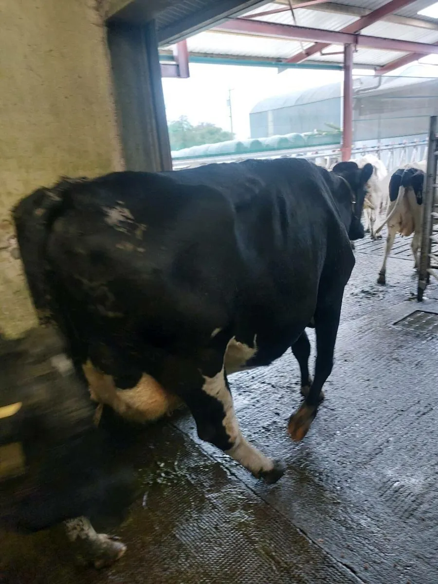Empty milking cows - Image 3