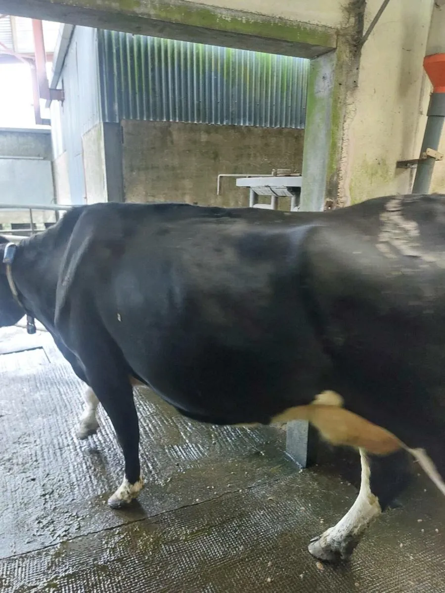 Empty milking cows - Image 1