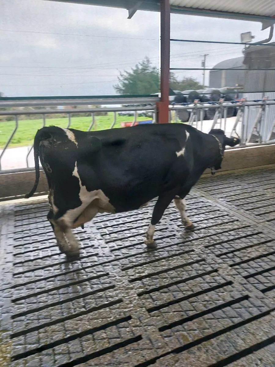 Empty milking cows - Image 4