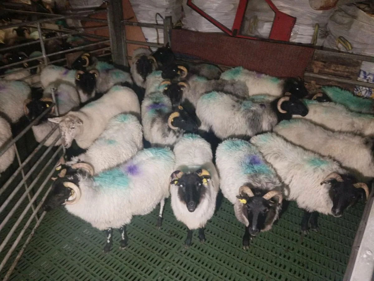 Mayo mountain ewes - Image 3