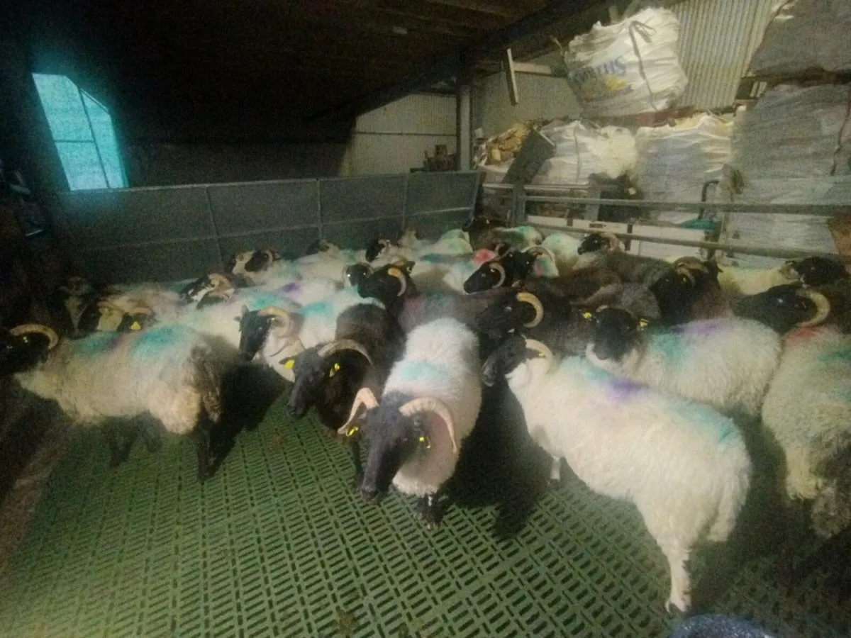 Mayo mountain ewes - Image 4