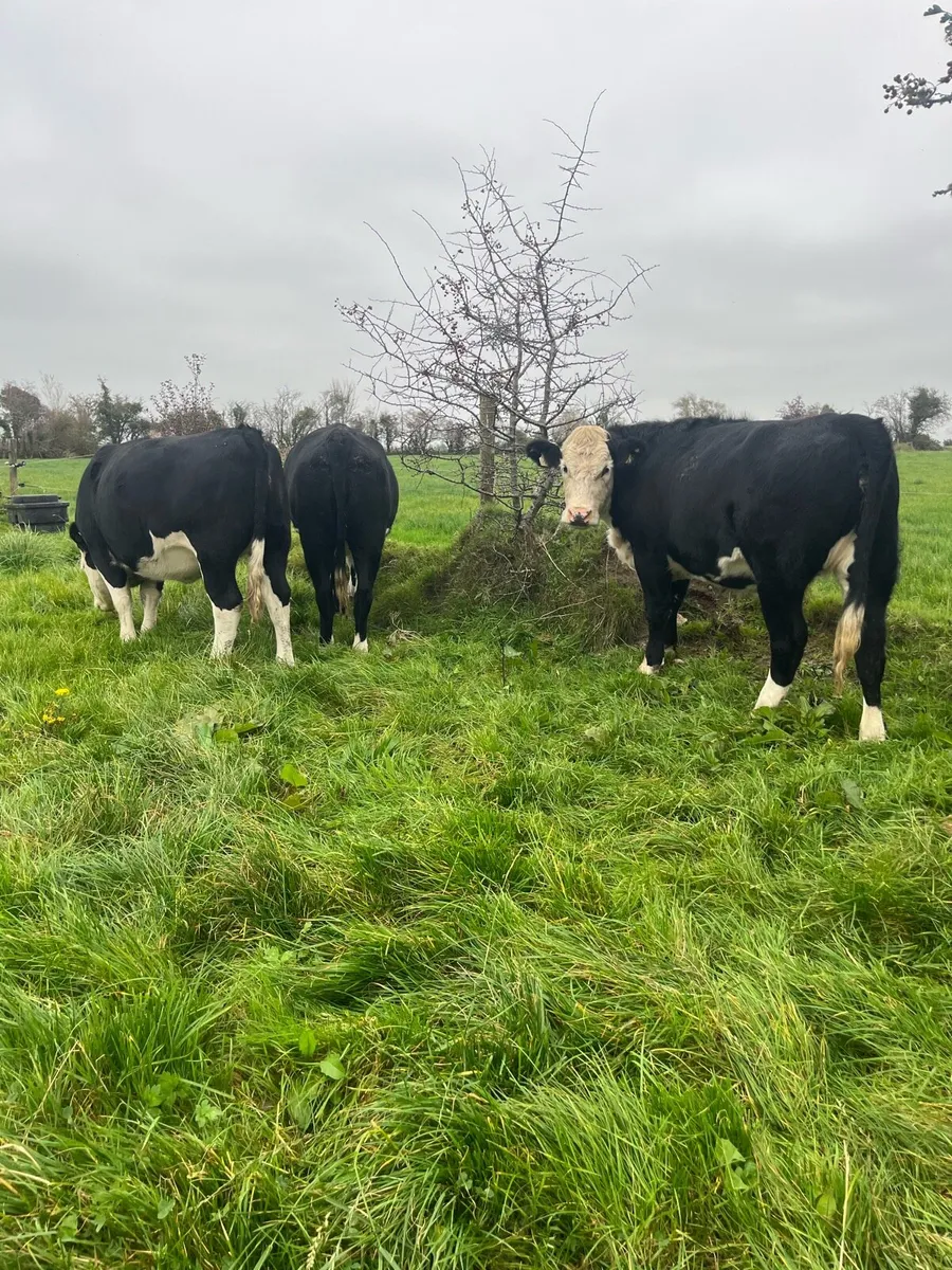 12 Store Heifers HEX & AAX - Image 1
