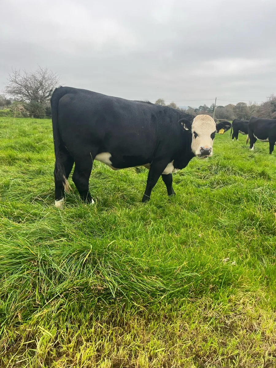 12 Store Heifers HEX & AAX - Image 3