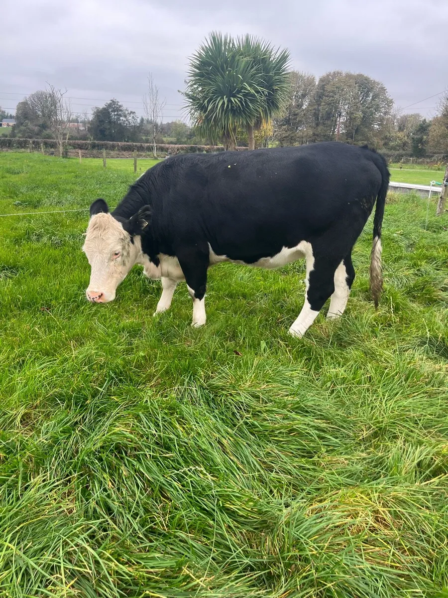 12 Store Heifers HEX & AAX - Image 4