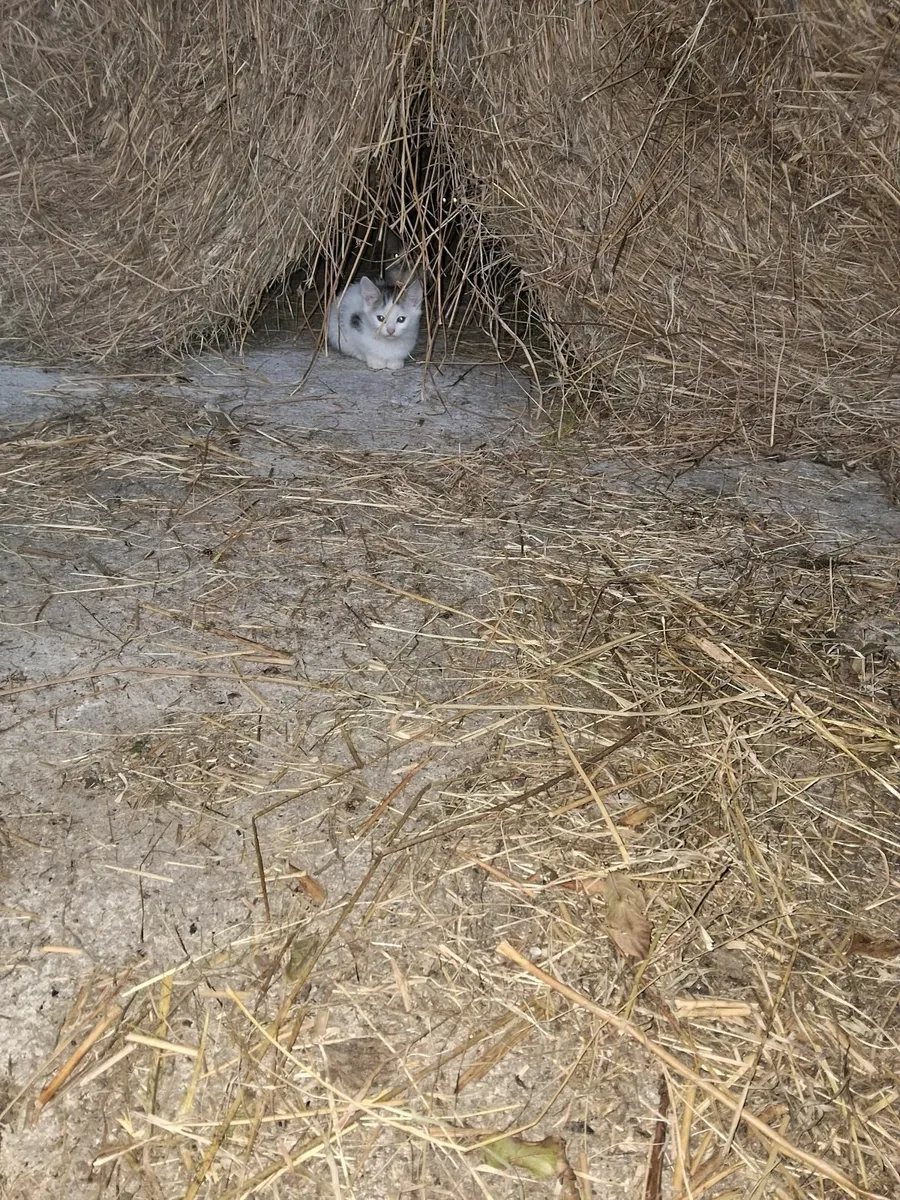 Kittens