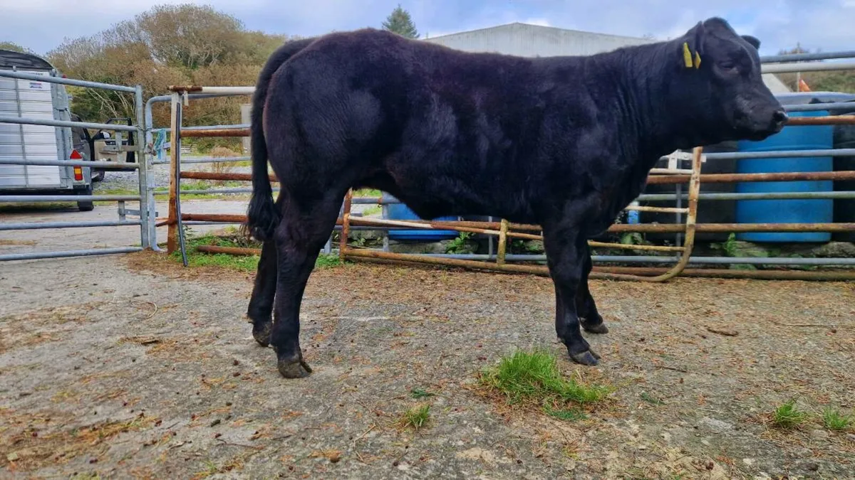 4 Star Limousin Weanling Heifer - Image 1
