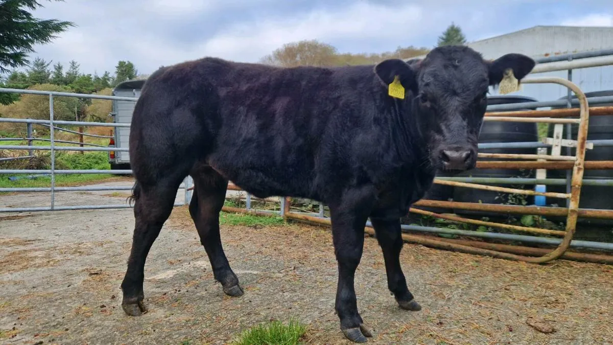 4 Star Limousin Weanling Heifer - Image 2