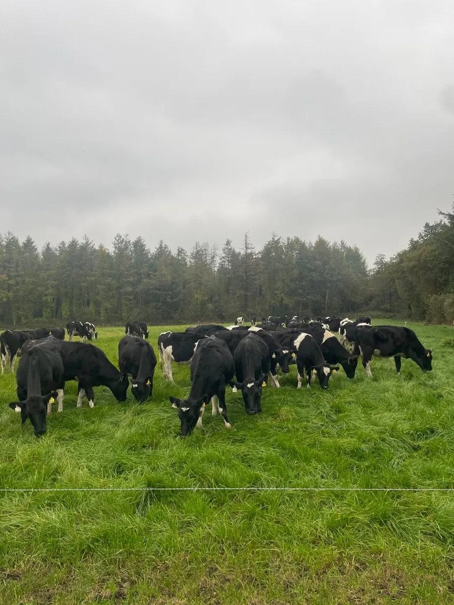 Maiden Heifers High EBI - Image 1