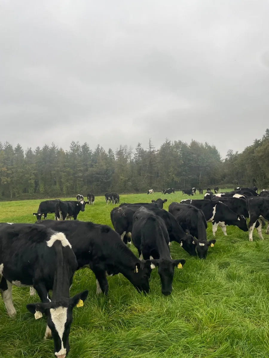 Maiden Heifers High EBI - Image 2