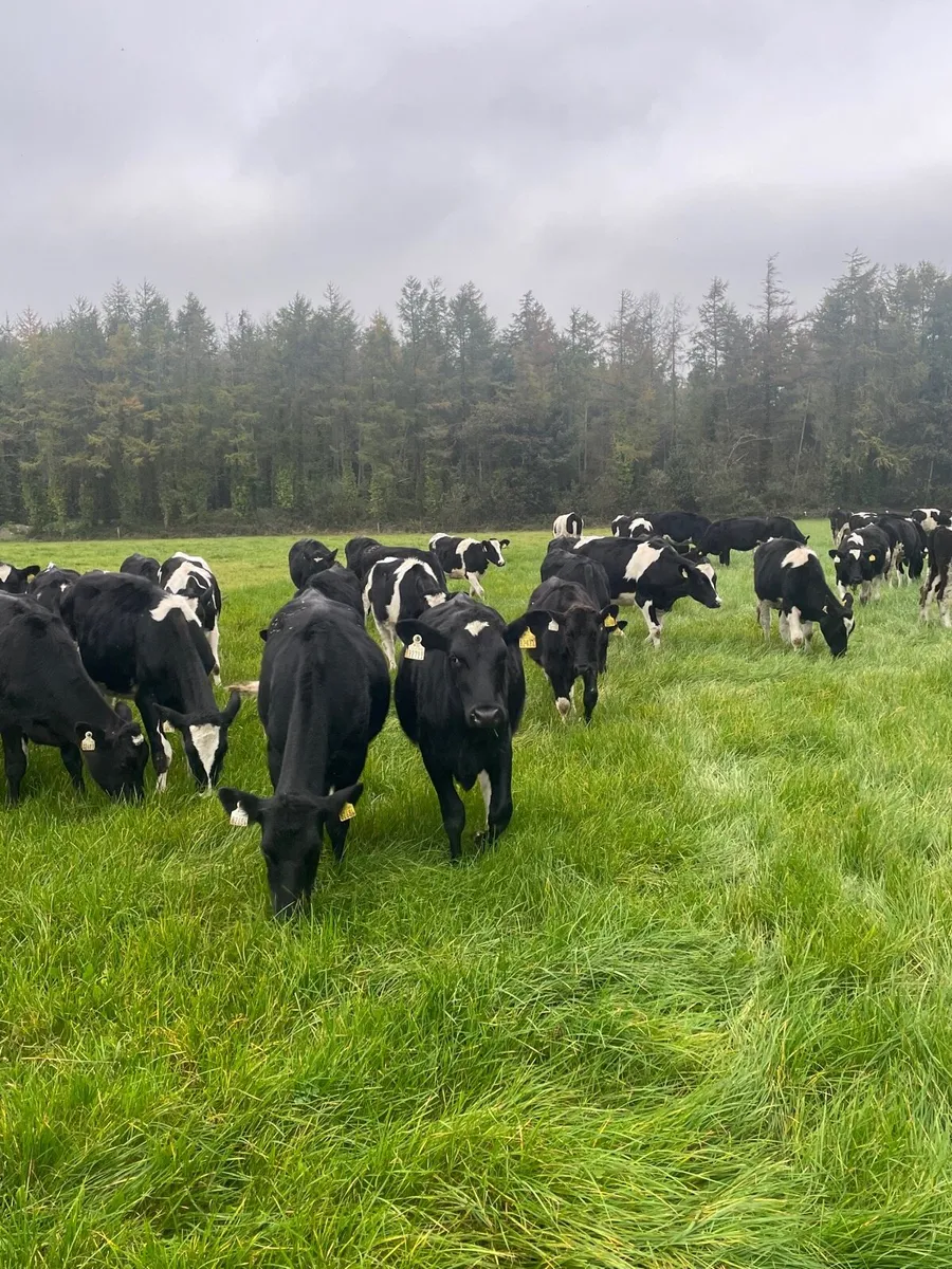 Maiden Heifers High EBI - Image 3