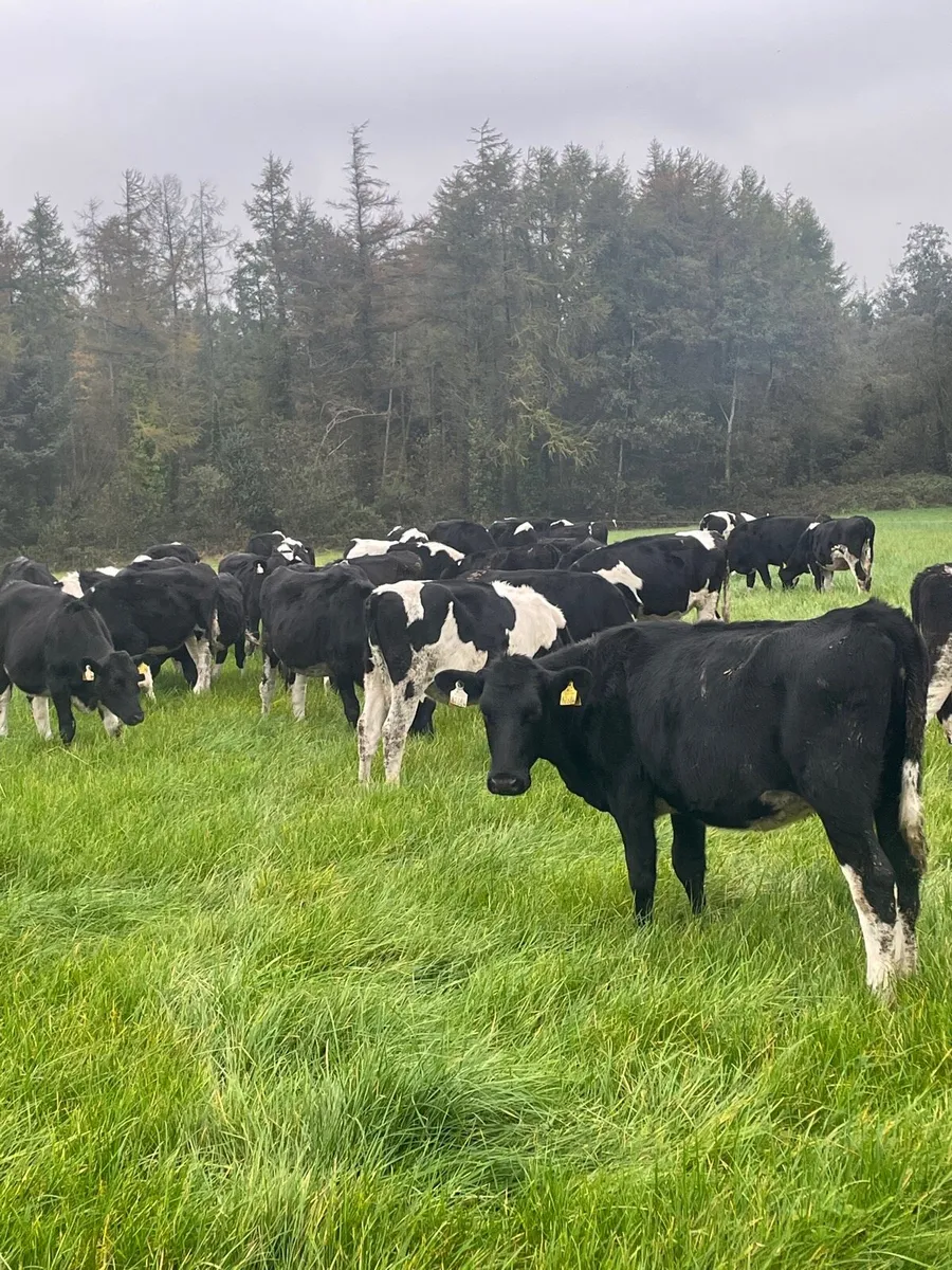 Maiden Heifers High EBI - Image 4