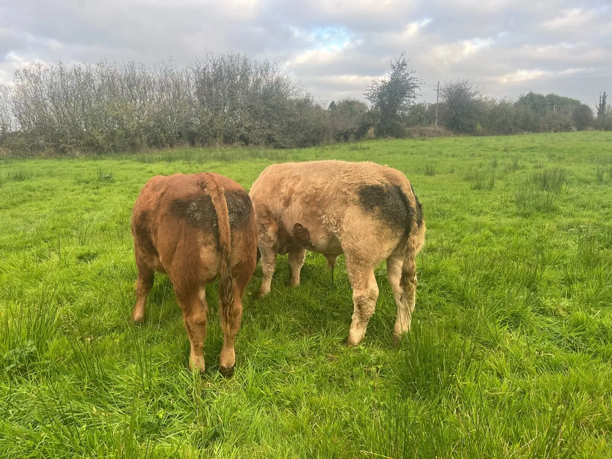 Weanling  bulls - Image 1
