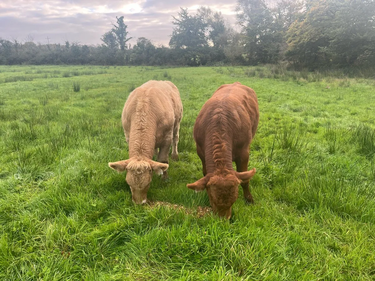 Weanling  bulls - Image 2