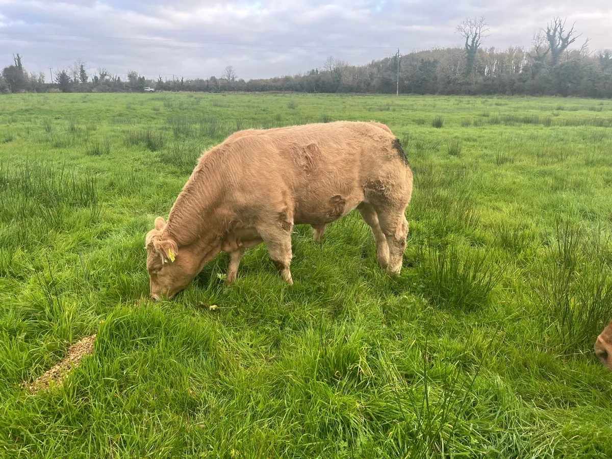 Weanling  bulls - Image 3