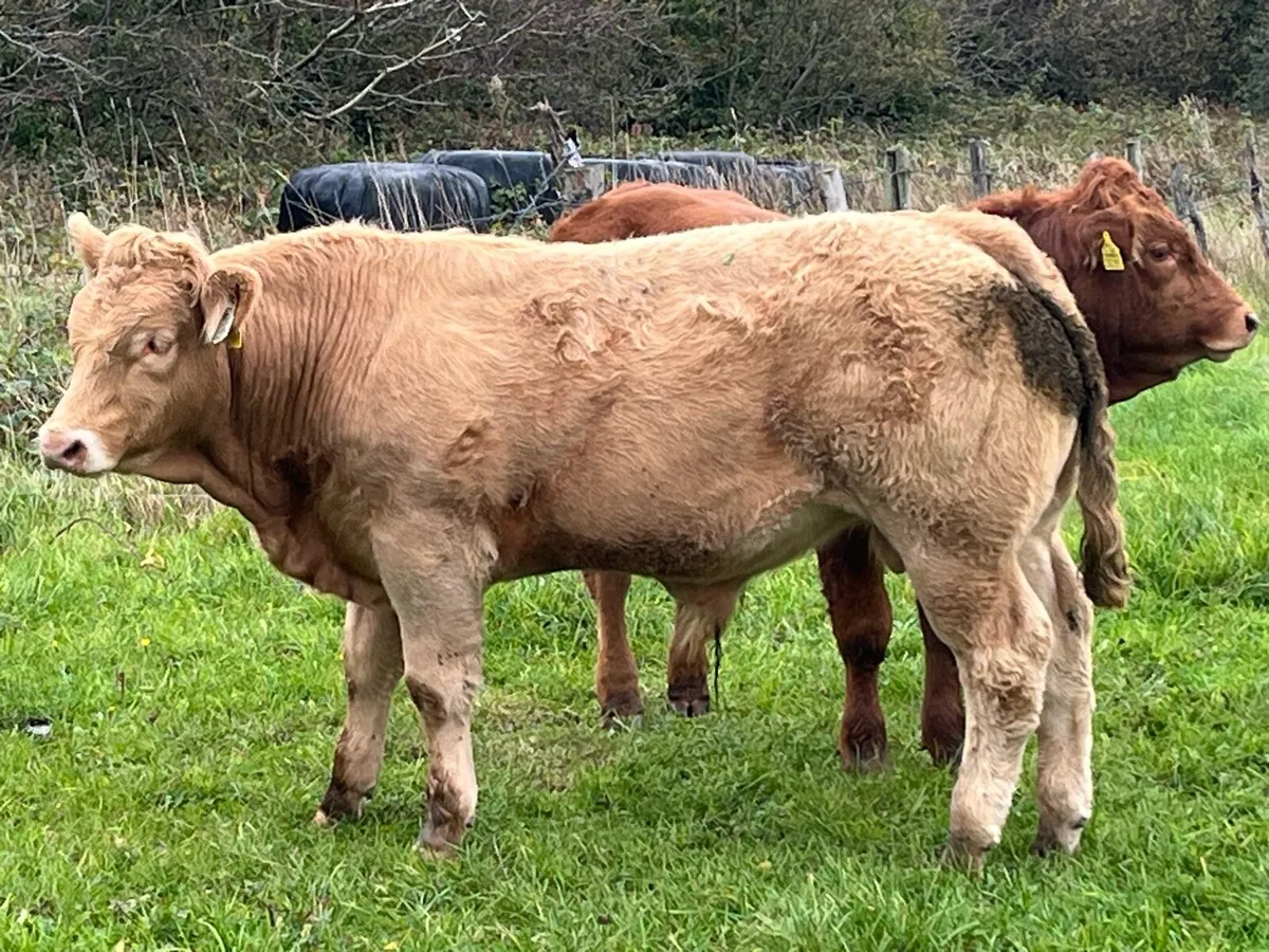 Weanling  bulls - Image 4
